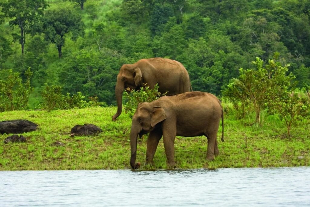 Golden Chariot Experience: A Timeless Royal Journey Across South India